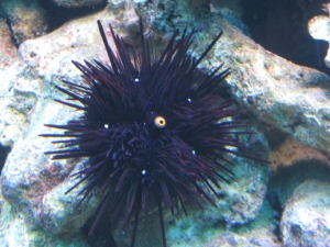 rescued Urchin  ...he came from a tank that was real bad...Nitrates were around 160 !!