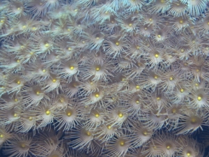 yellow polyops cover Overflow