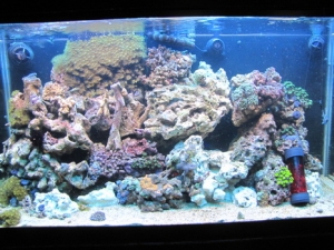 added 50 lbs rock..