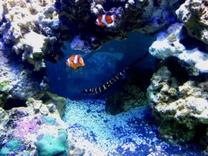 flameback angel, clownfish pair, engineer gobe