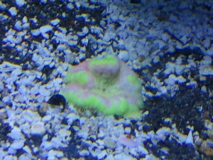 mini carpet anemone
