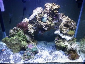 full reef shot