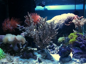 new scape