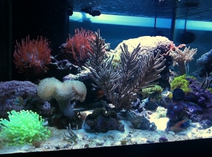 new scape 2