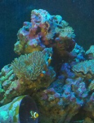 clownfish