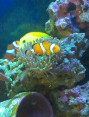 Clownfish livin in Anemone