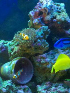 Clownfish, Ritteri Anemone, Blue Regal Tang, Yellow Tang