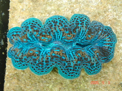 The most intense clam I ever owned