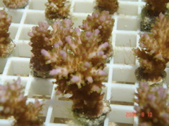 Picture doesnt quite do it justice, but a nice coloured coral, esp under Aquarium Lighting