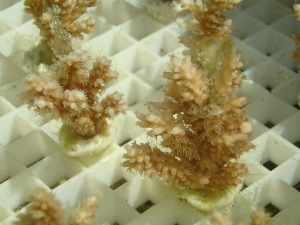 Yellow Polyp