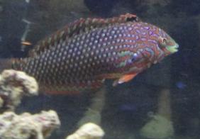 Leopard Wrasse