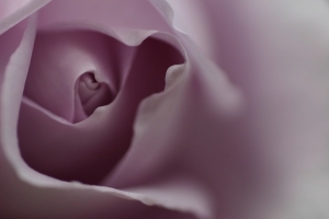flower picture