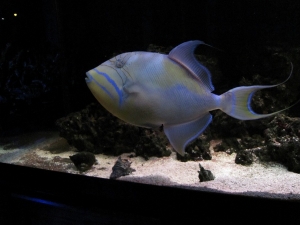 Big Mamma
