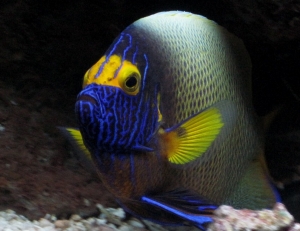 Blueface