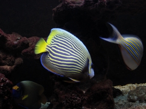 Emperor Angel and Clown Tang