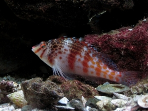 Falco Hawkfish