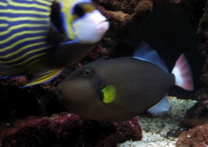 Pinktail Trigger
