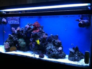 tank1.1