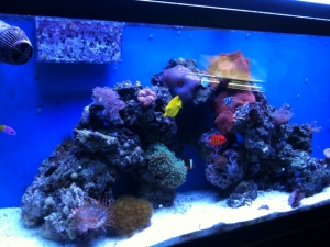 tank1.2