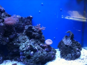tank1.3