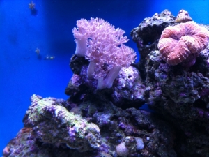 tank1.6