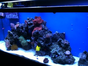 tank1.8