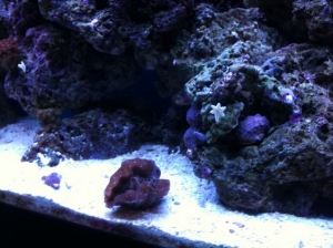 tank1.10