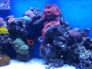 tank1.11
