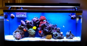 tank2.1