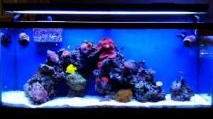 tank2.2