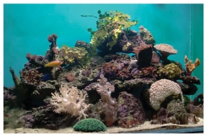 FTS1