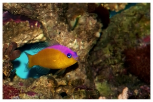 Royal strip dottyback