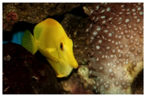 Yellow tang
