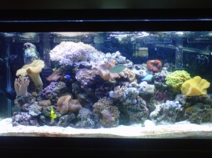 Full Shot