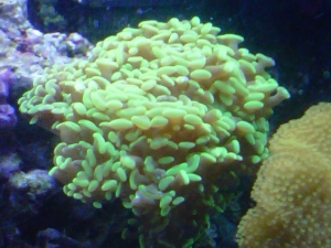 Hammer Coral