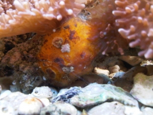 some sponge i guess