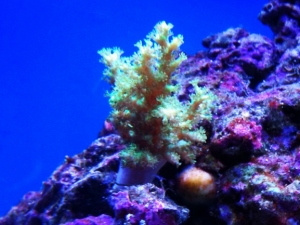 green nepthea