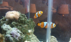 Clowns