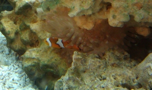 True percula clown and bubble tipped anenome