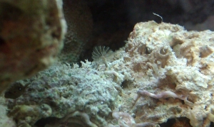 Feather duster?