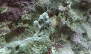Coral?