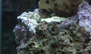 CORAL?