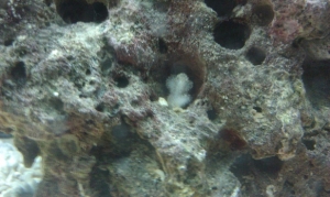 CORAL?