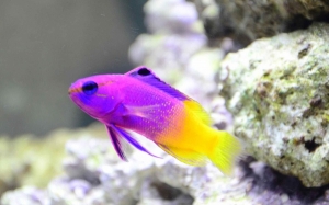 Royal Gramma - White line?