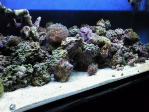 my 40 gal breeder