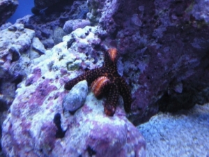 My awesome starfish :)