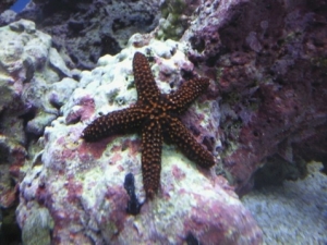 orang/black star.