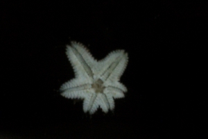 Asterina Starfish... i think...
