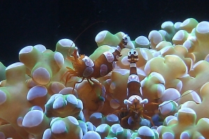 Sexy Anemone pair on Frogspawn.