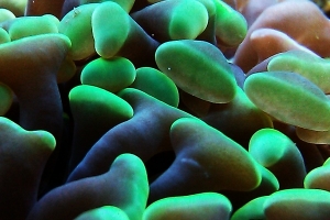 Closeup of Hammer coral